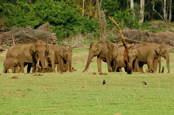 South India Wildlife Tour