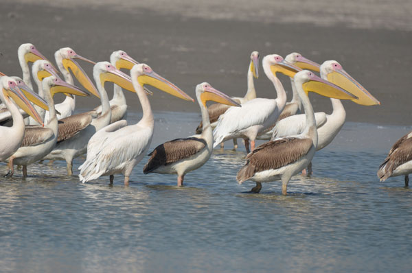 Nal Sarovar Bird Sanctuary