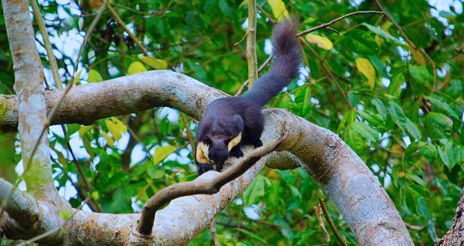 nameri national park