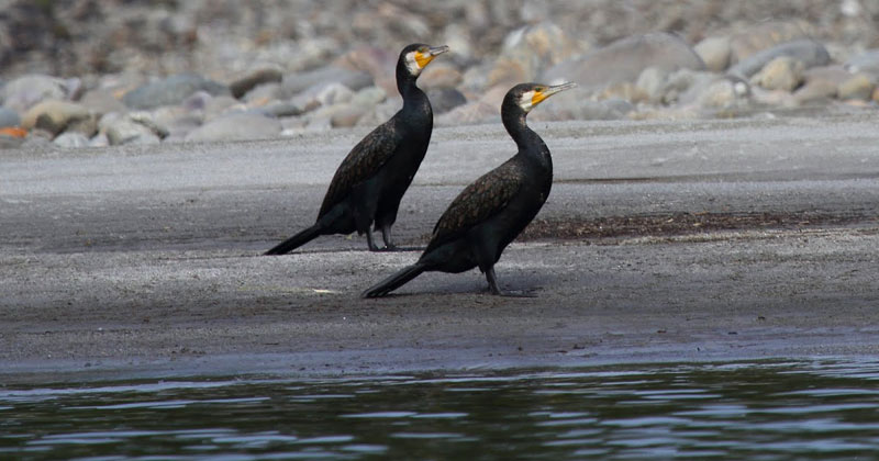 Nameri National Park