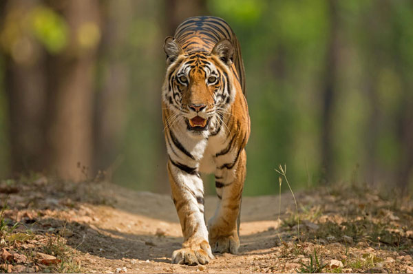 Pench National Park - Pench Tiger Reserve in India