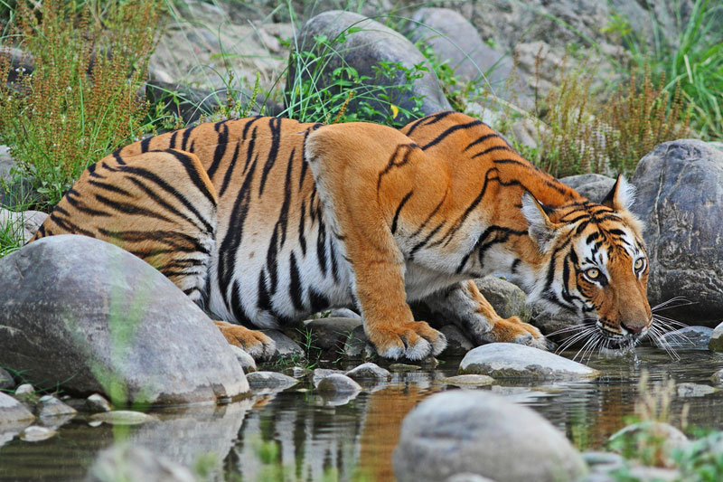 Rajaaji National Park