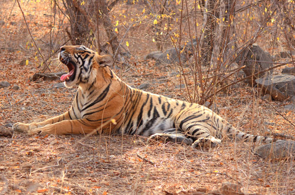 Ranthambhore Weekend Getaway