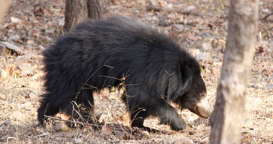 ranthambhore bear