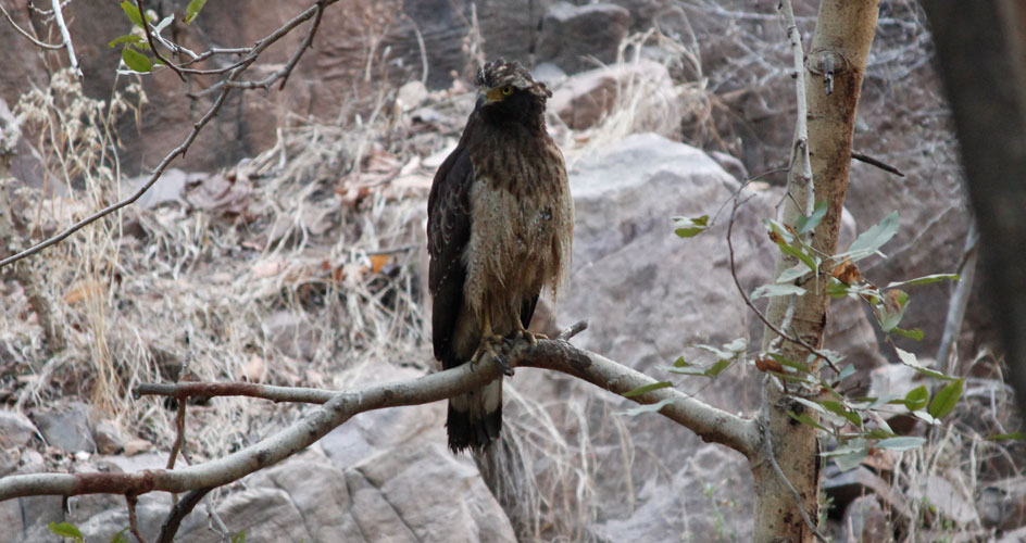 ranthambhore birds