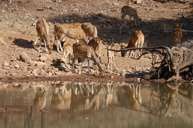 ranthambhore deer