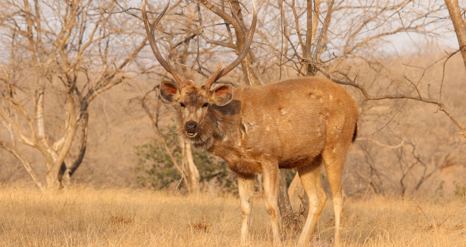 ranthambhore