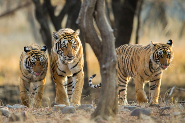 Wildlife Conservation in India 