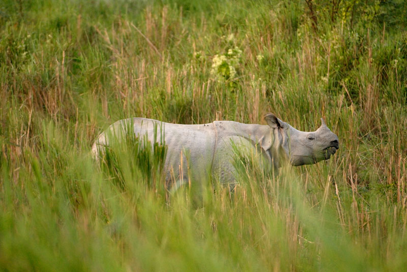 rhino in Dudhwa National Park