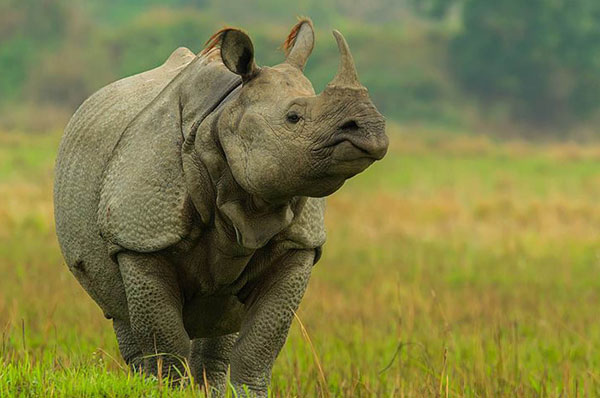 rhyno in kaziranga national park