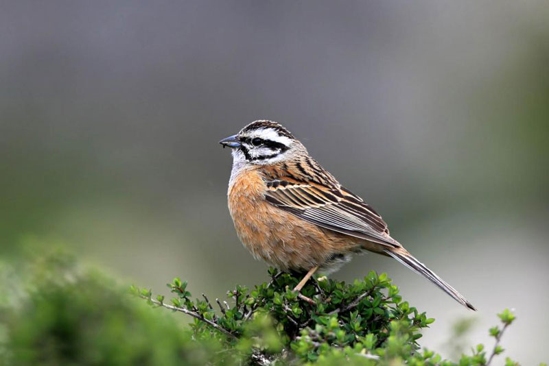 rock bunting