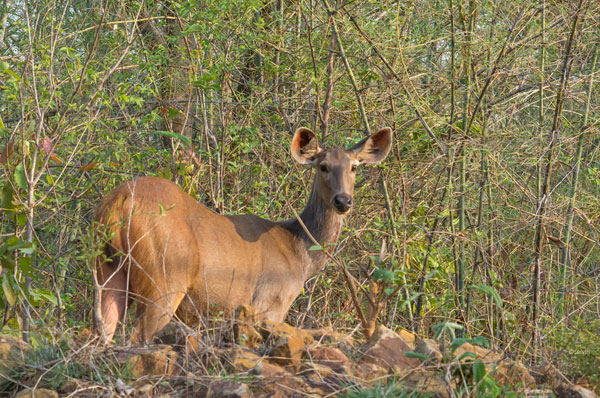 Sambhar Wildlife Sanctuary