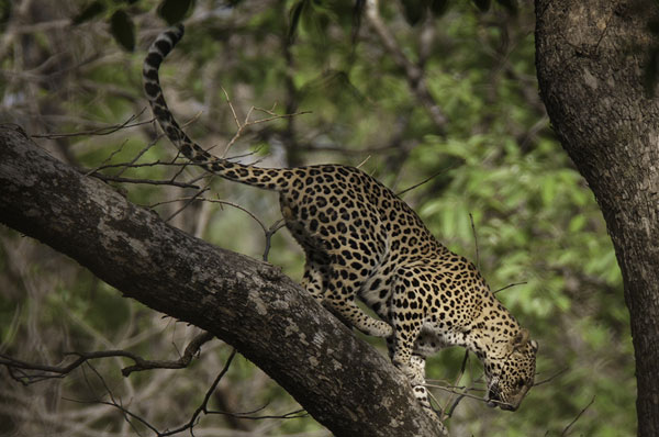 Sariska National Park