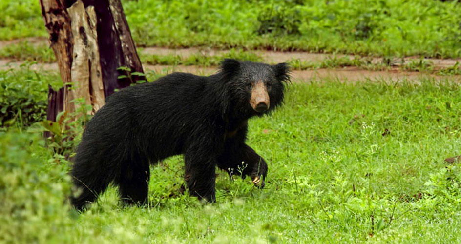 sloth bear in pench national park