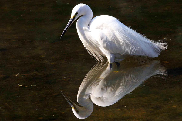 Sultanpur Bird Sanctuary