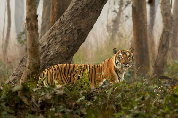 Sunderbans National Park & Sunderbans Tiger Reserve Of India