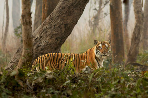 Sunderbans National Park