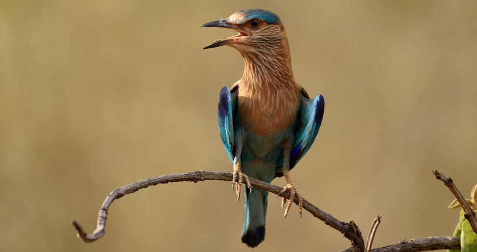 tadoba bird