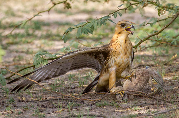 Tal Chhapar Wildlife Sanctuary