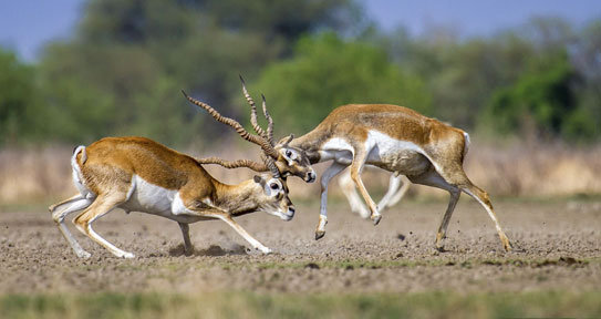 bluebucks in tal chhapar