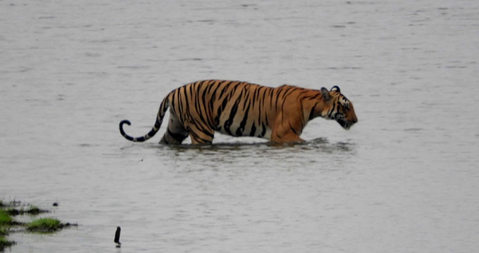 tiger in nagarhole national park