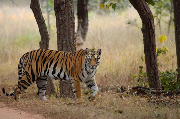 Tigers in Bandhavgarh National Park