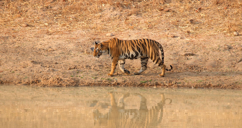 Bengal Tiger