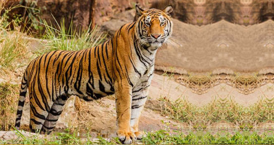 rajaji national park