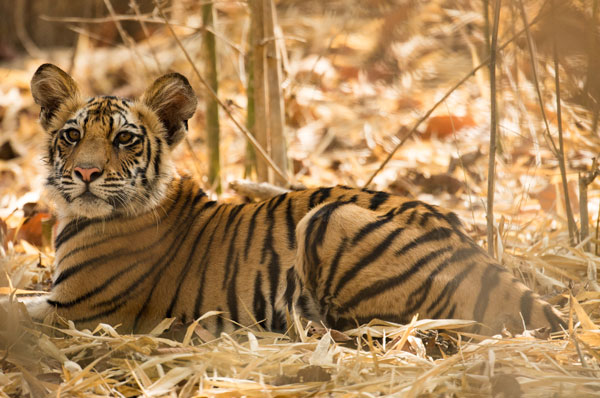 Bengal Tiger with Taj and Khajuraho