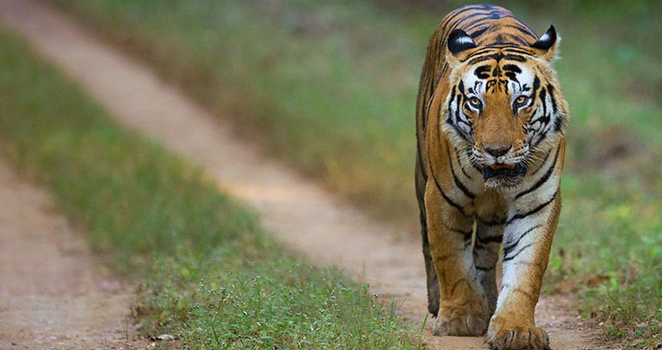 tiger in pench national park