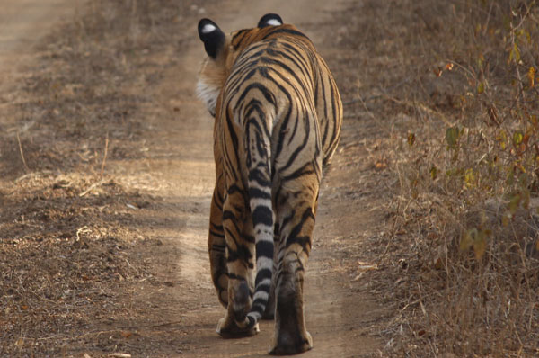 Golden Triangle With Tiger