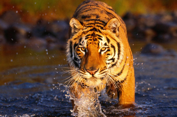 tiger in water