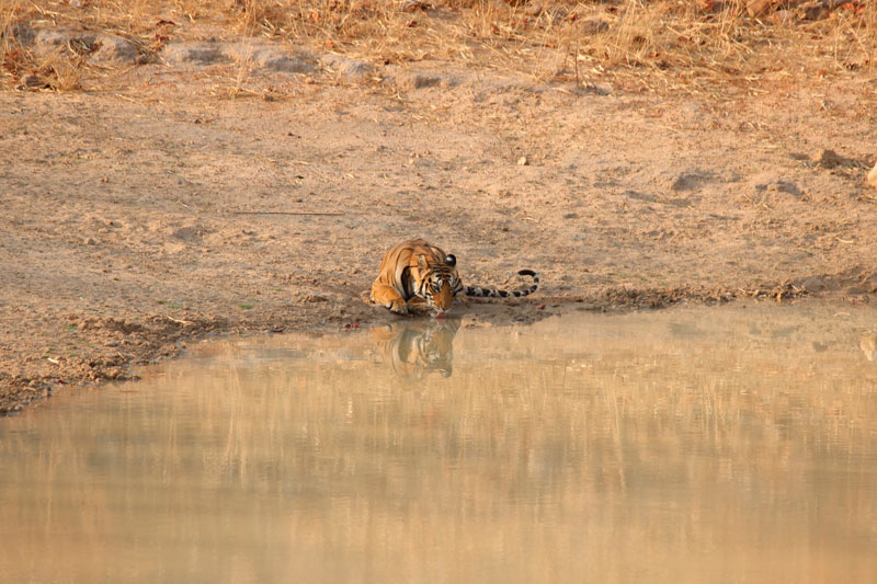 Bandhavgarh Naitonal Park