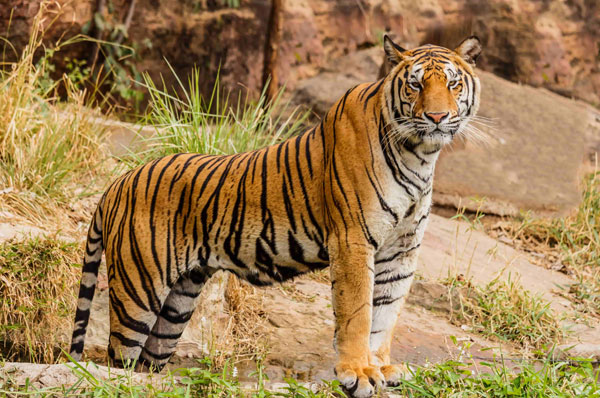 Ranthambhore Weekend Getaway