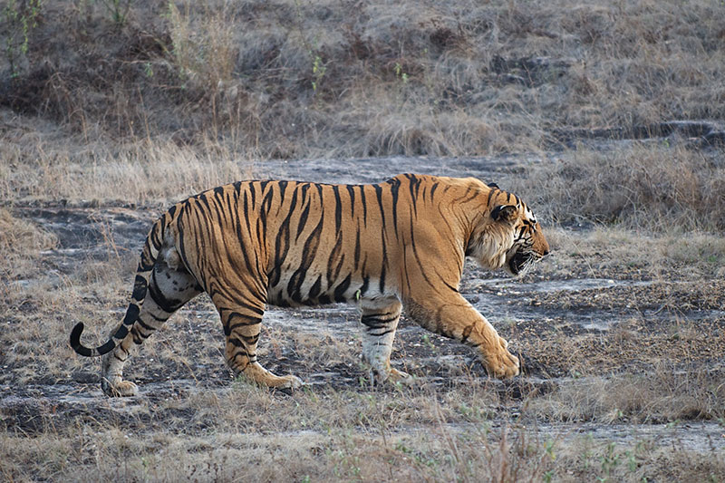 Tiger suklaphanta