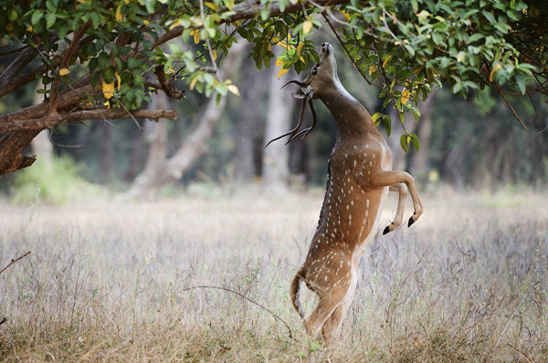 Corbett National Park Tour