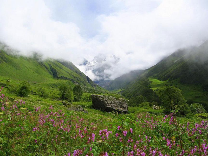 valley of flower