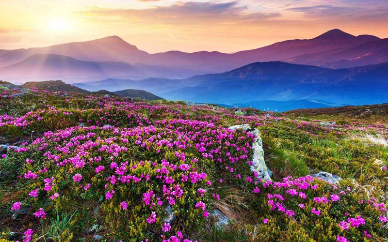 valley of flower