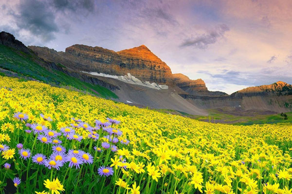 valley of flower