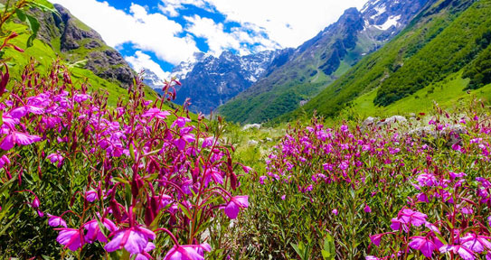 valley of flower