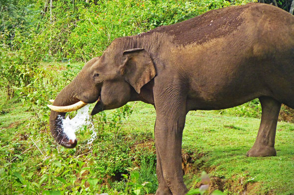 Wayanad Wildlife Sanctuary Kerala - Jungle Safari Guide