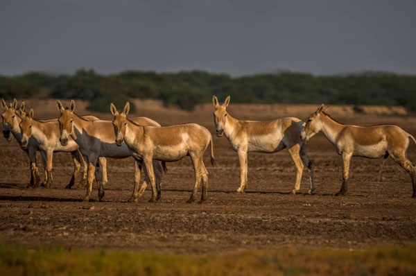 Little Rann of Kutch Wild Ass