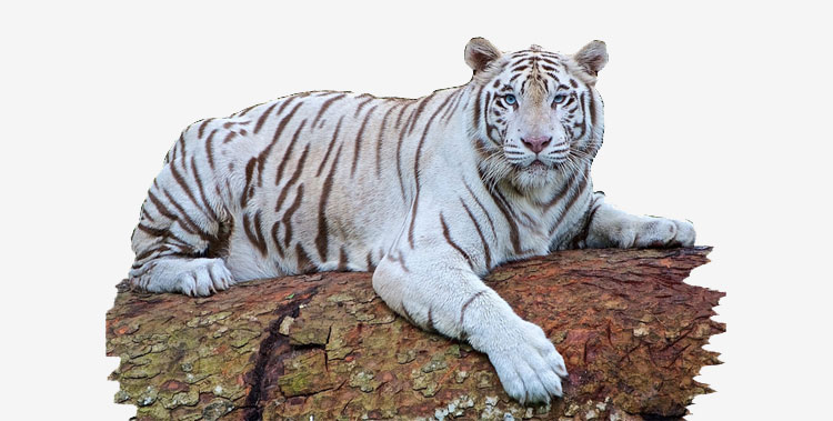 White-tiger-in-bandhavgarh-national-park