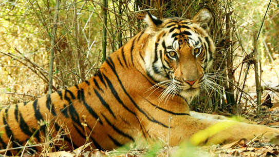 bandhavgarh