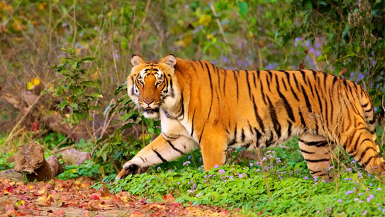 Jim corbett National Park