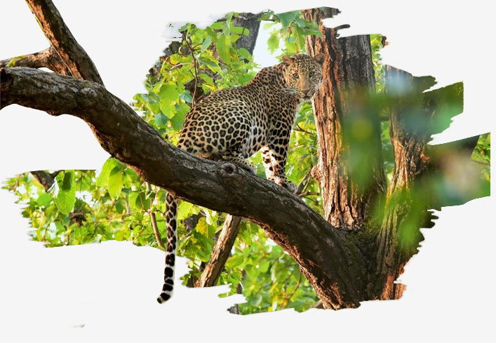 leopards-in-bandhavgarh