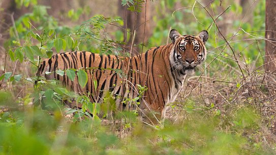 nagarhole national park