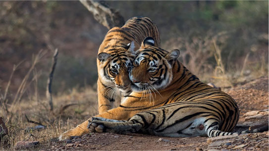 Tiger Safari In India 11 Best Tiger Safaris Destinations India