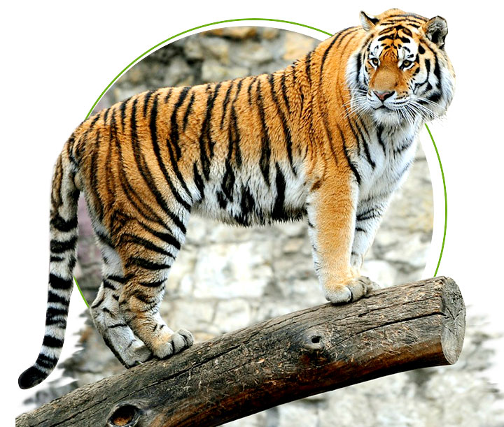 Indian essence royal bengal tiger
