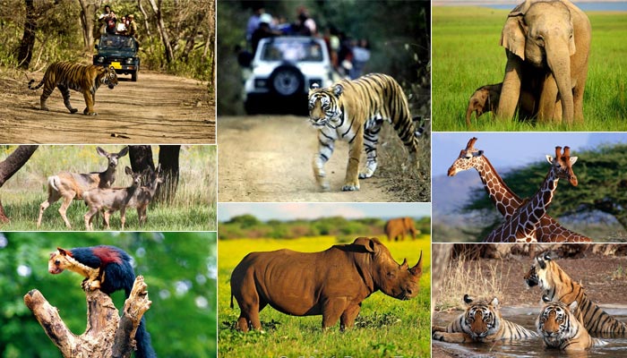 Famous Wildlife Sanctuaries In India | Inside Indian Jungles